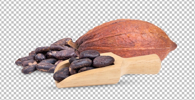 Cacao isolato su strato alfa