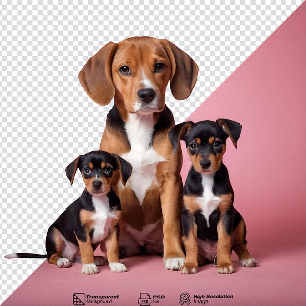 PSD cachorro de beagle y pinchers en miniatura frente a un fondo transparente aislado