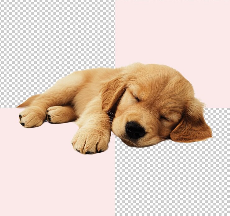 PSD cachorro de golden retriever adormecido