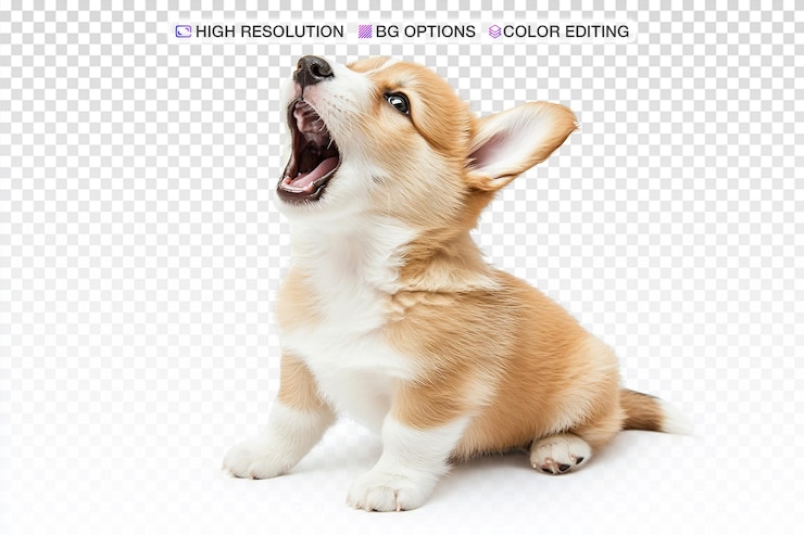 PSD un cachorro pembroke corgi alegre sentado felizmente sobre un fondo blanco
