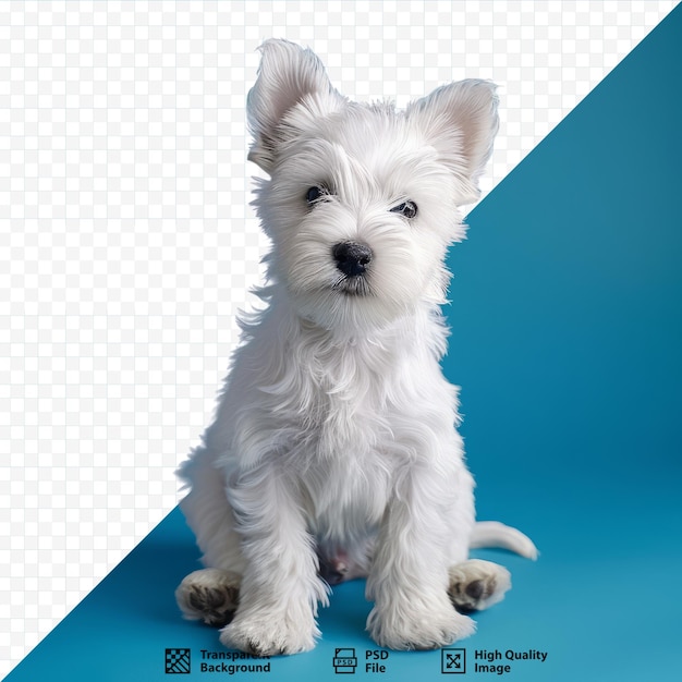 PSD cachorro terrier oeste blanco posando en el estudio fondo azul aislado