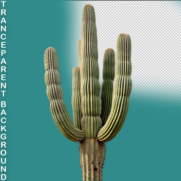 PSD cactus 3d renderizado en un fondo transparente