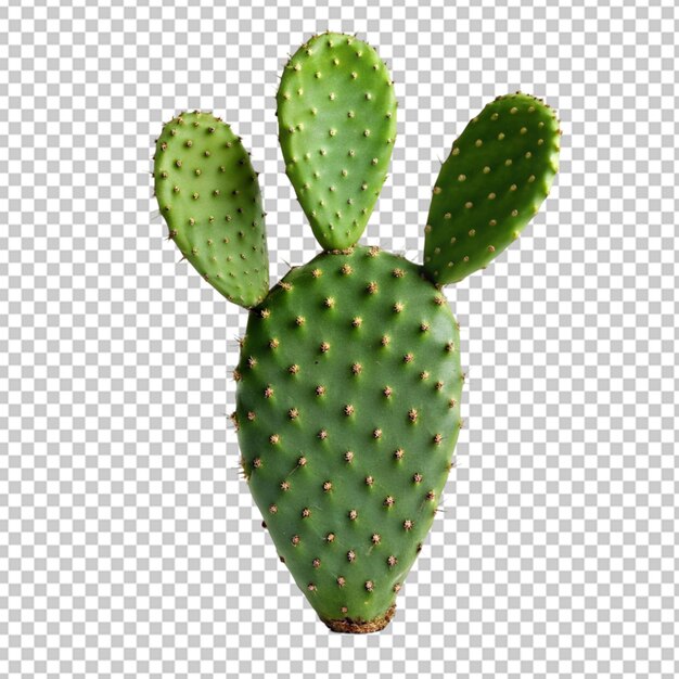 PSD cactus aislados sobre un fondo blanco