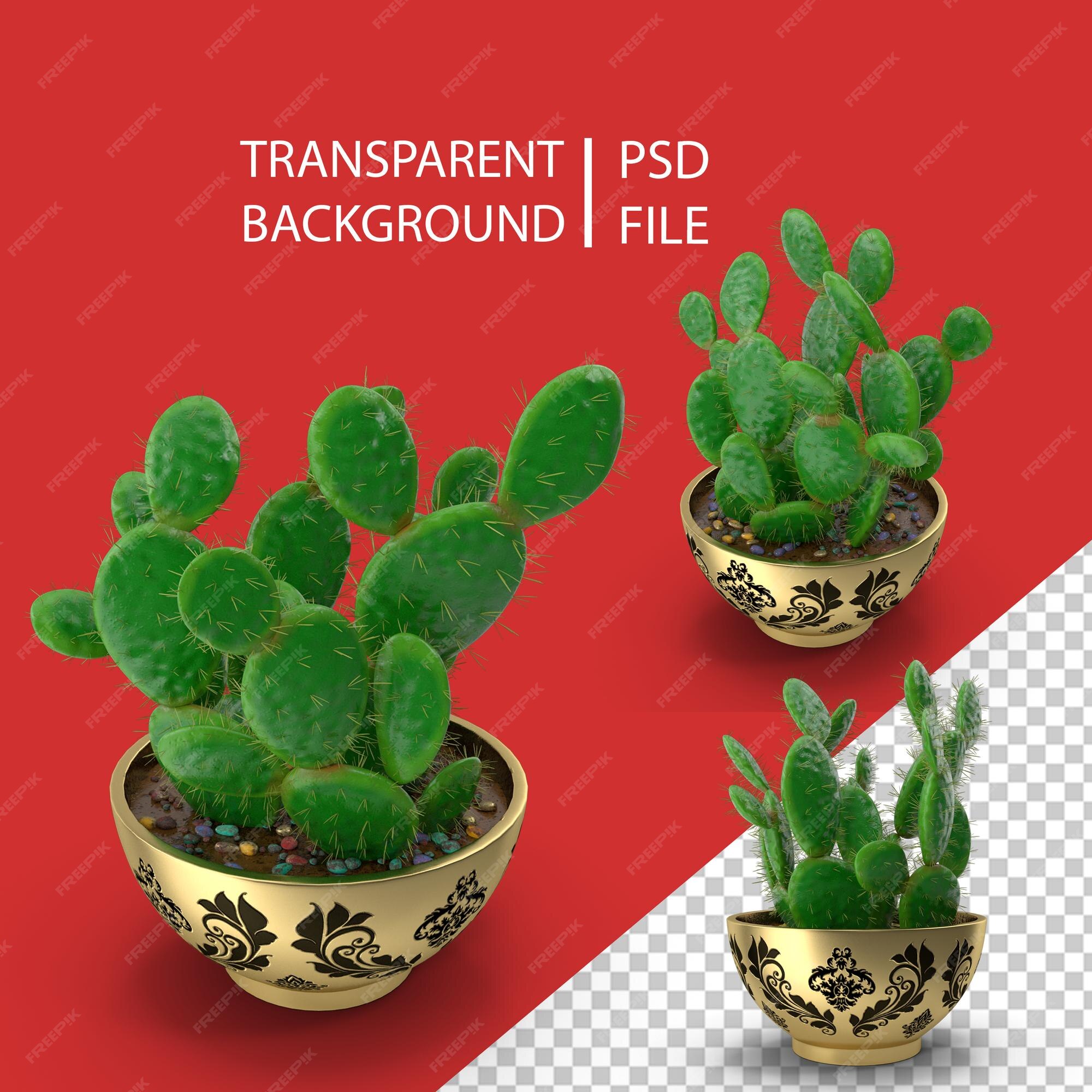 Cactus PNG Images, Vetores E Arquivos PSD