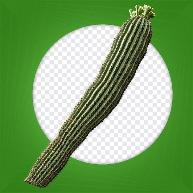 Cactus con fiore succulento inclinato a destra rendering 3D per composizione festa di giugno