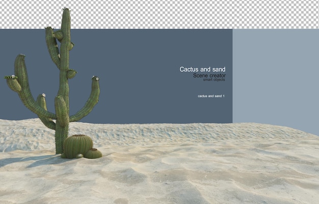 Cactus Sur Différents Niveaux De Sable