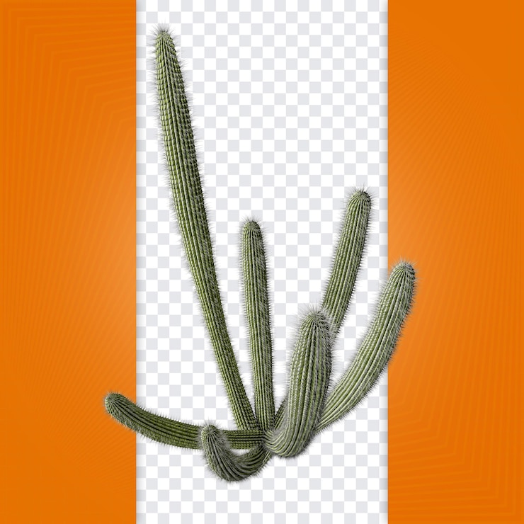 PSD cactus do nordeste vista média superior png para composição do partido brasileiro render 3d