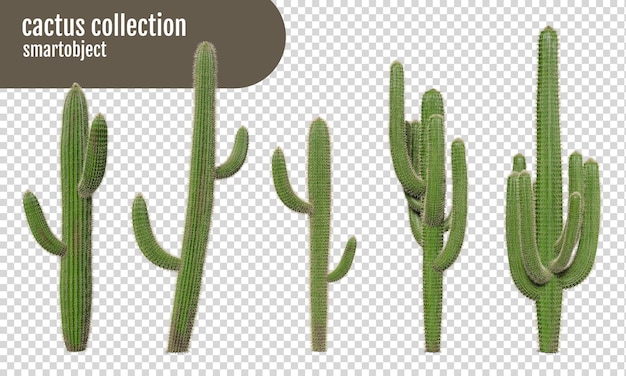 cactus em fundo transparente