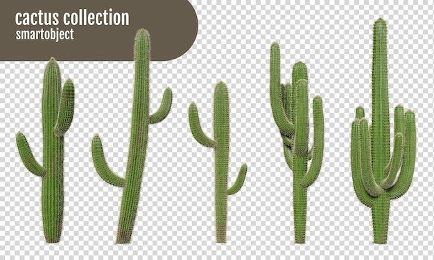 PSD cactus em fundo transparente