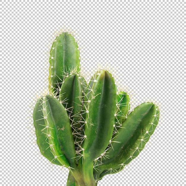 PSD un cactus avec un fond blanc et un cactus vert au milieu.