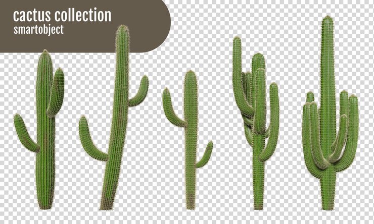 cactus sur un fond transparent