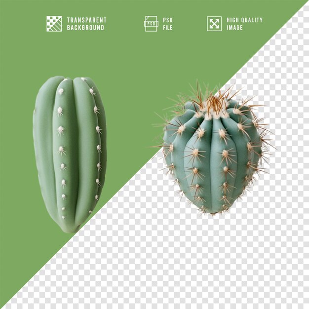 Cactus con fondo transparente en calidad HD