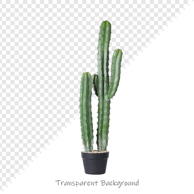 Cactus con fondo transparente