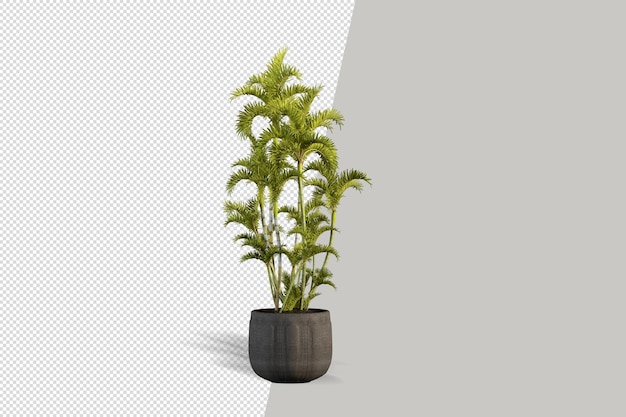 Cactus Isolé Rendu Plante En Pot Vue De Face Isométrique Créateur De Scène 3d