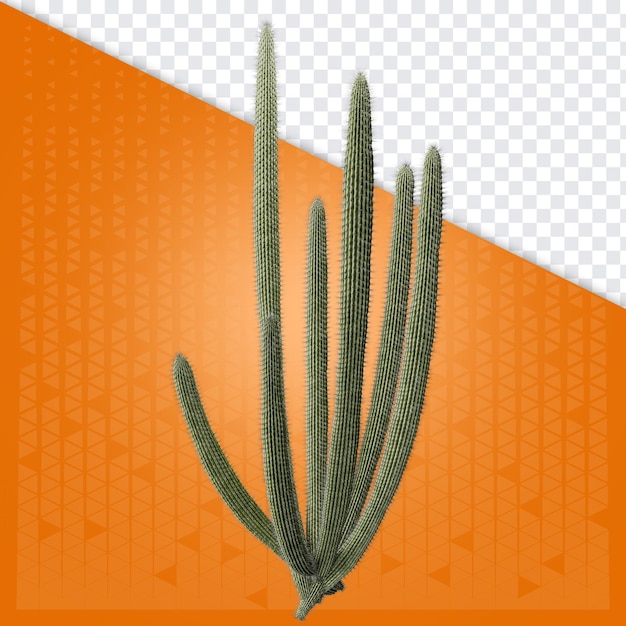 Cactus medio del noreste visto de arriba a abajo PNG para la composición del partido brasileño