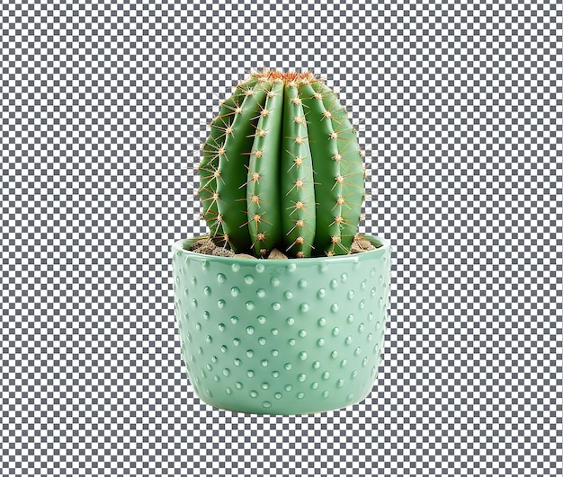 PSD cactus naturel isolé sur fond transparent