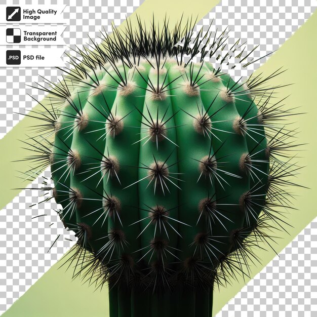 Cactus psd em uma panela em fundo transparente