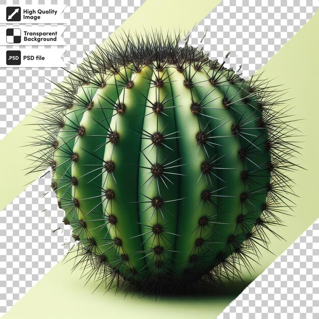 Cactus psd em uma panela em fundo transparente