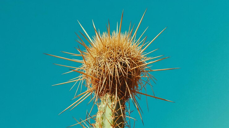 PSD un cactus puntiagudo en primer plano contra un cielo azul vibrante