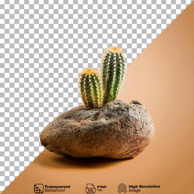 cactus en una roca aislada