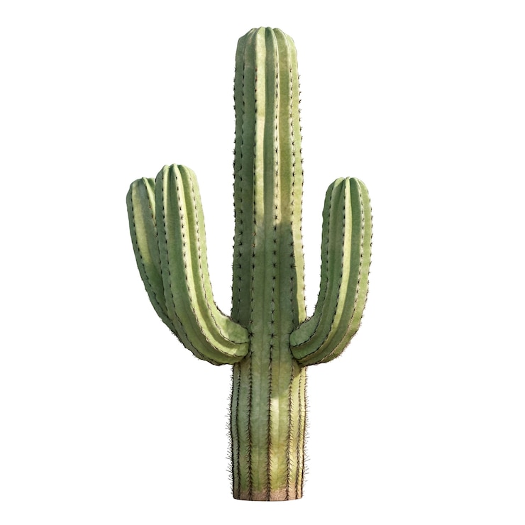 PSD el cactus saguaro alto