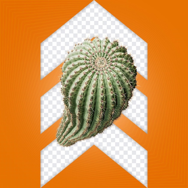 Cactus succulenti dall'alto al basso festa brasiliana