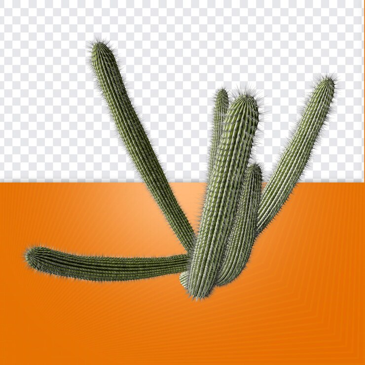 PSD cactus tipo 2 cactus do nordeste vista média superior png para composição de festa brasileira render 3d