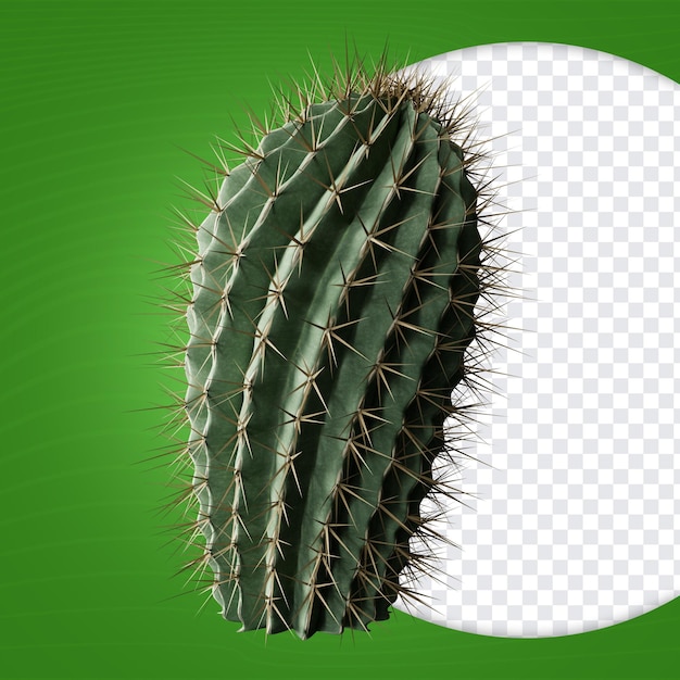 Cactus vue moyenne avant conception de composition de rendu 3D fête brésilienne