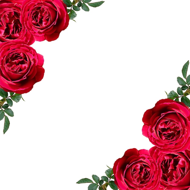 Le cadre d'angle rouge rose