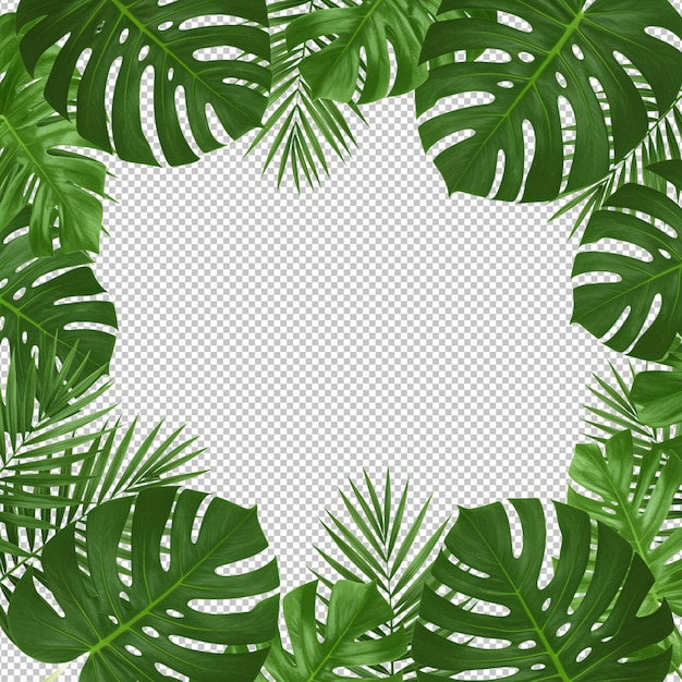 Cadre de bord de feuille tropicale pour le design ou l'arrière-plan
