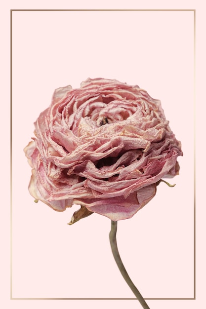 Cadre doré avec une fleur de renoncule rose séchée