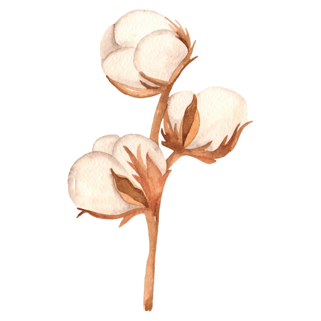 cadres à clipart en coton aquarelle couronne