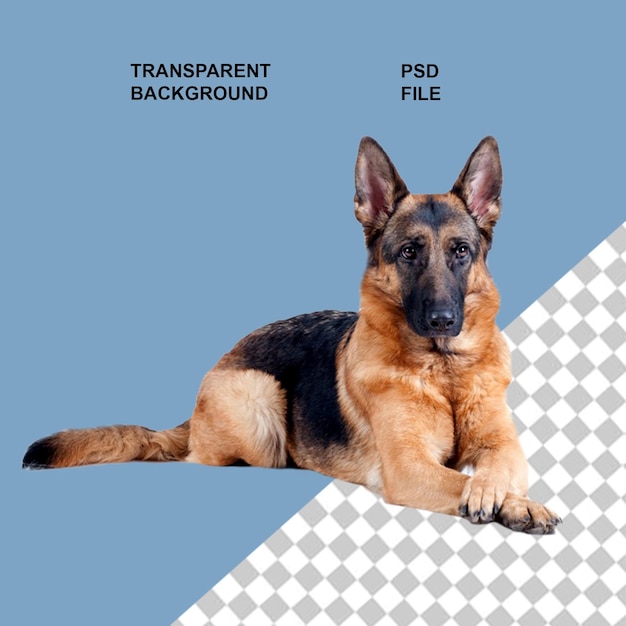 Cães e cachorros png em fundo transparente isolado