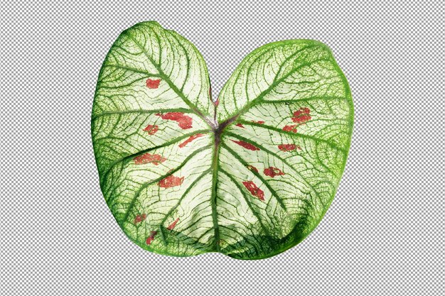 Caladium bicolor em vaso ótima planta para decorar jardim