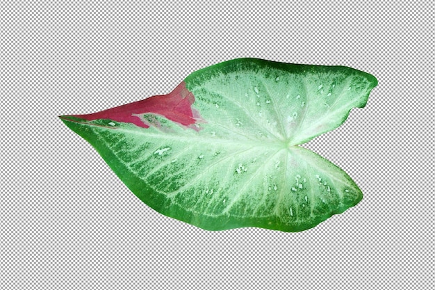 caladium bicolor en maceta gran planta para decorar jardín