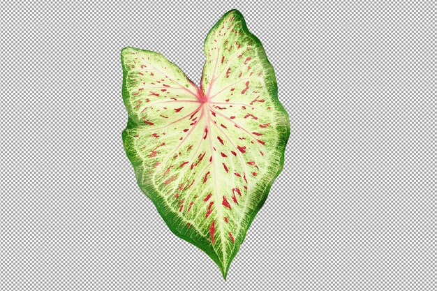 Caladium bicolor en maceta gran planta para decorar jardín