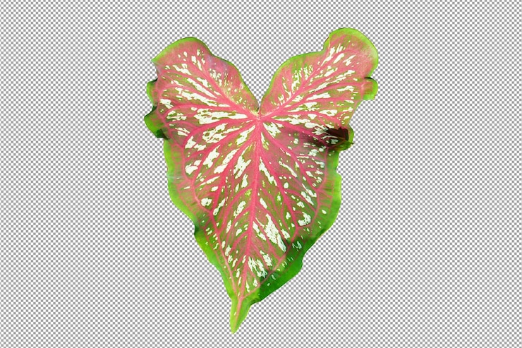PSD caladium bicolor en maceta gran planta para decorar jardín