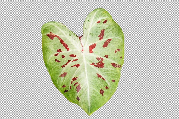 caladium bicolor en maceta gran planta para decorar jardín