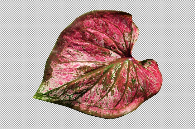 Caladium bicolor en maceta gran planta para decorar jardín