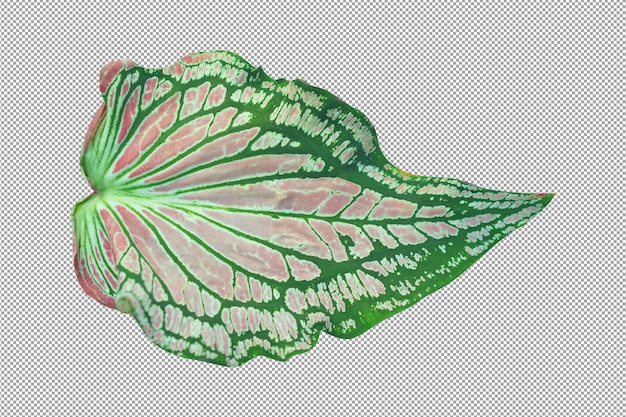 PSD caladium bicolore