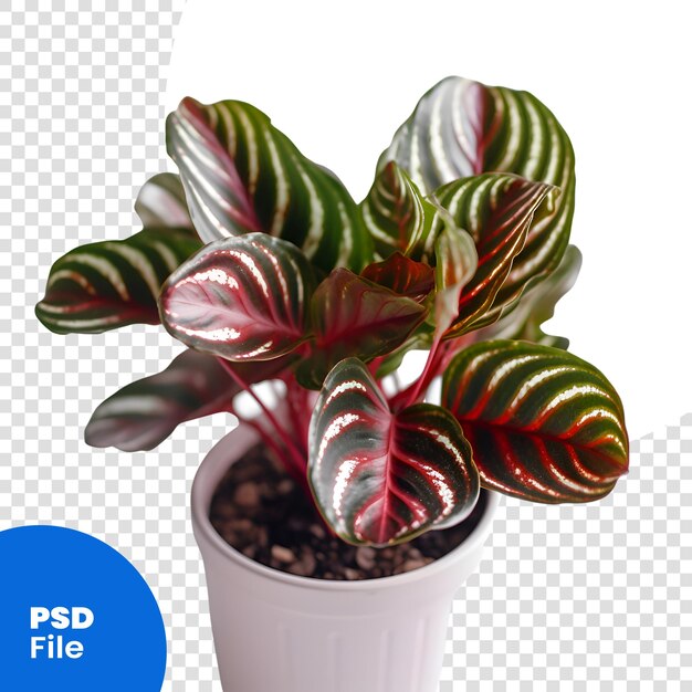 PSD caladium es un género de plantas con flores de la familia de las araceas.