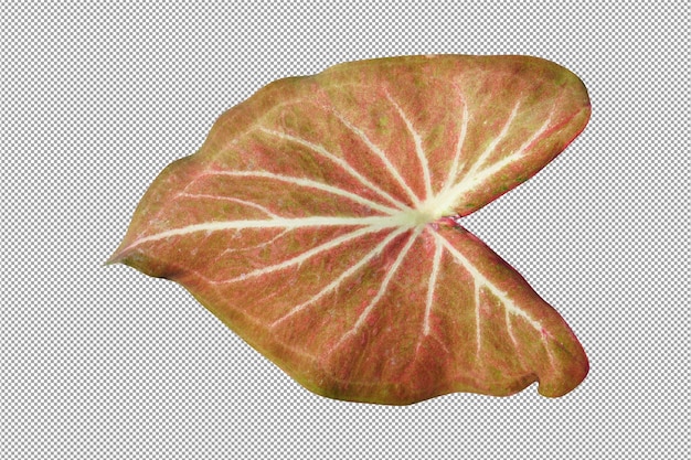 Caladium zweifarbige Blätter auf weißem Hintergrund
