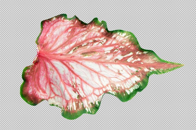 Caladium zweifarbige Blätter auf weißem Hintergrund