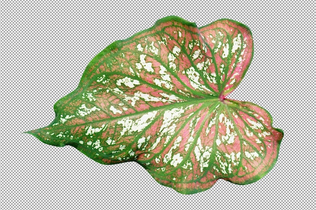 Caladium zweifarbige Blätter auf weißem Hintergrund