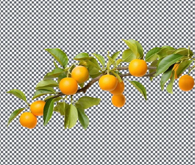 Calamondin Naturel Et Frais Isolé Sur Fond Transparent