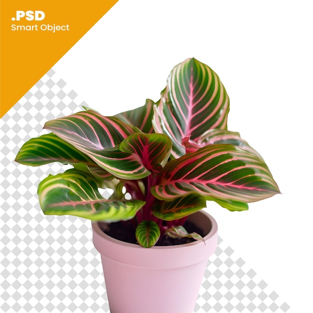 PSD calathea planta ornamental em vaso isolada em fundo branco modelo psd