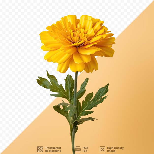 PSD calêndula africana florescendo em amarelo