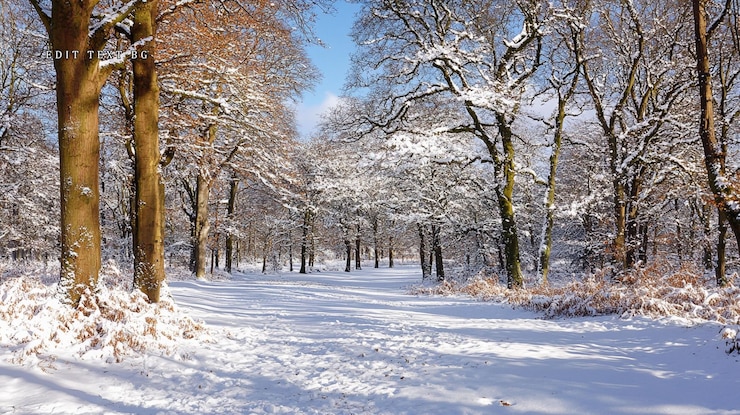 PSD camino cubierto de nieve iluminado por el sol a través del bosque de invierno
