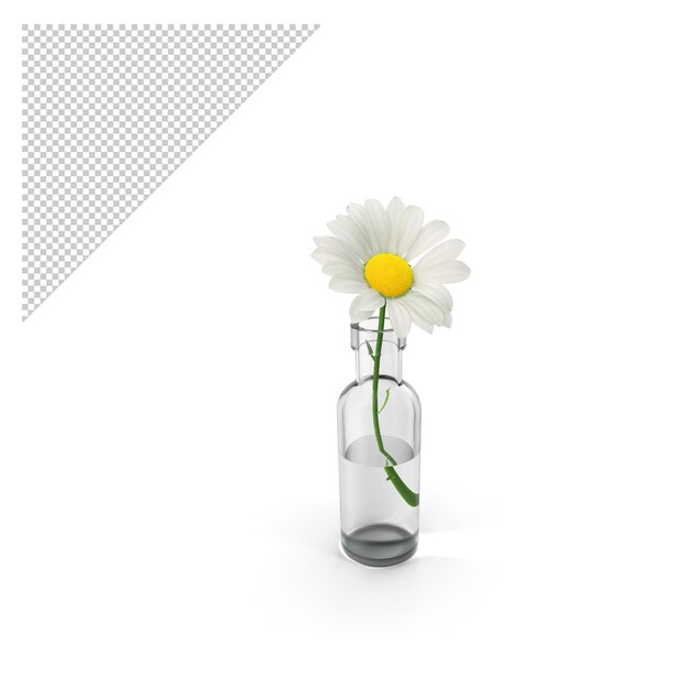 camomille png