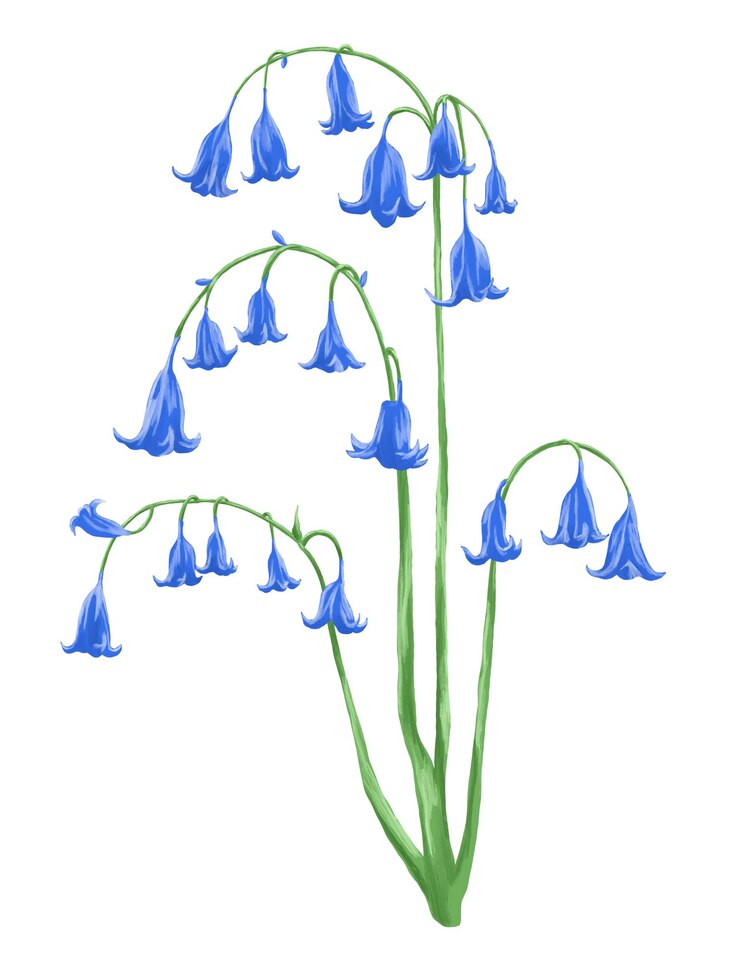 PSD las campanas azules son una ilustración de pintura botánica.